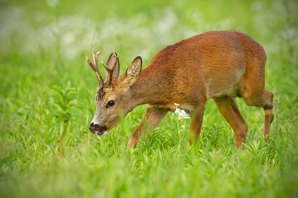 Giovane capriolo che cammina sul campo di fieno masticando pacificamente in estate — Foto Stock
