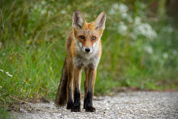 Young red fox standing on gravel roadside in summer — Stock Photo, Image