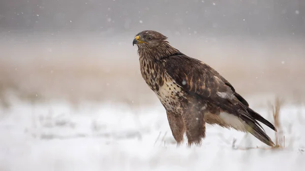 Buitre común de pie en el suelo cubierto de nieve en invierno . —  Fotos de Stock