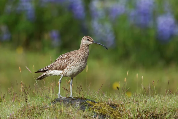 Whimbrel staande op een rots met wazig met wazig violette bloemen in IJsland. — Stockfoto