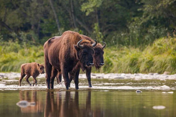 Manada de bisontes europeos, bisontes bonasus, cruzando un río —  Fotos de Stock