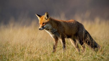 Sonbaharda red fox arka planda bulanık kuru ot ile