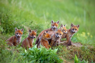 Kızıl Tilki, vulpes vulpes, den tarafından oturan yavrularını.
