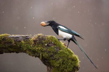 Eurasian Magpie on moss covered branch in winter in snowfall with nut in beak. clipart