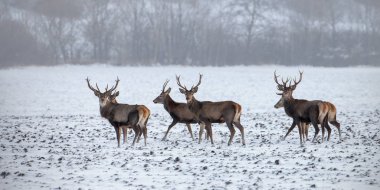 Kızıl geyik, cervus elaphus, sürüsü kışın karda geyik.