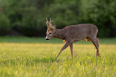 Gün batımında bahar zaman içinde karaca, capreolus capreolus, buck.