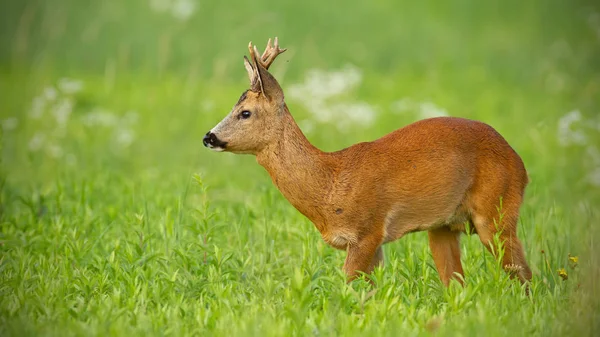 Jovem corça cervo andando no prado verde olhando para longe — Fotografia de Stock