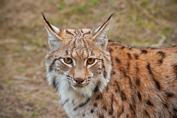 Yetişkin eursian Lynx sonbahar orman arka plan bulanık ile detaylı yakın çekim. — Stok fotoğraf
