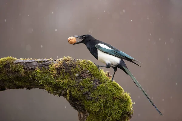 Eurasian Magpie em musgo ramo coberto no inverno na queda de neve com porca no bico . — Fotografia de Stock