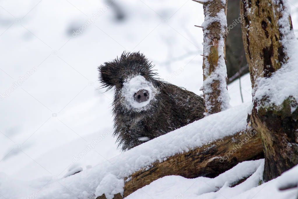 Wild boar in winter peeking out with snow on nose