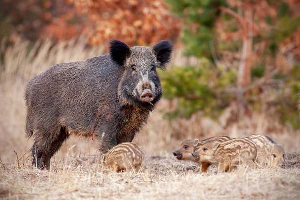 Wildschweinfamilie in der Natur mit Sau und kleinen Ferkeln. — Stockfoto