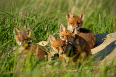 Kızıl Tilki, vulpes vulpes, den oynarken yakınındaki küçük genç yavrularını.