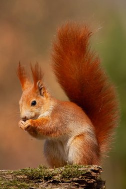 Avrasya Kızıl sincap, sıcak ışık sonbahar ormandaki sciurus vulgaris.