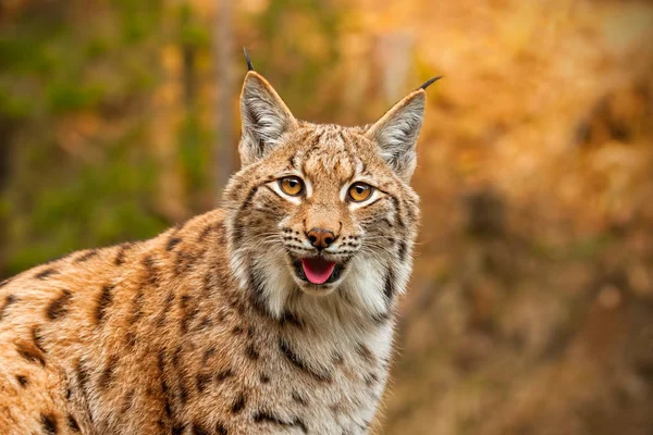 Lince euroasiático adulto en el bosque de otoño mirando a la cámara — Foto de Stock