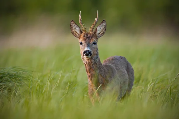 Roe deer, capreolus capreolus, buck in spring at sunset. — Stock Photo, Image