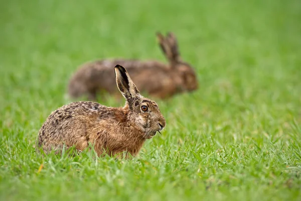 Dos liebres pardas europeas lepus europaeus en verano con fondo verde borroso — Foto de Stock