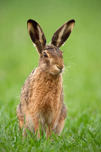 Bruin Haas, lepus europaeus in de zomer met groene wazig achtergrond. — Stockfoto