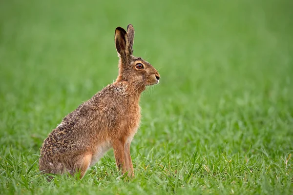 Европейский коричневый заяц, lepus europaeus летом с зеленым размытым фоном . — стоковое фото