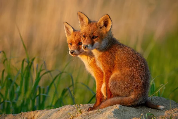 Red fox, vulpes vulpes, małe młode szczeniaki w pobliżu den ciekawie widzów z całego. — Zdjęcie stockowe