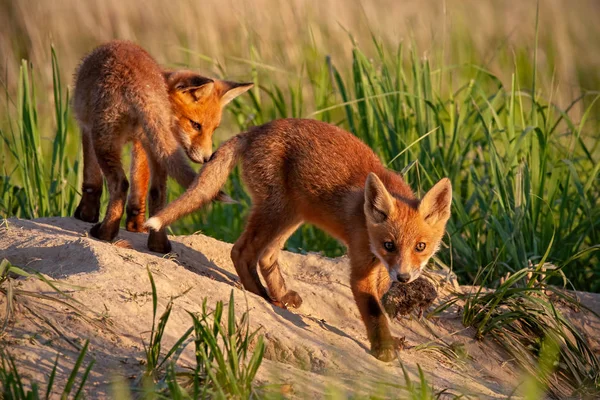 Red fox, vulpes vulpes, małe młode szczeniaki w pobliżu den gra. — Zdjęcie stockowe