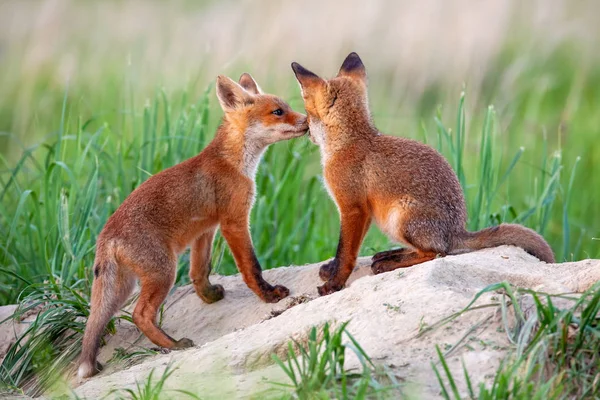 Raposa vermelha, vulpes vulpes, filhotes pequenos perto de den jogar . — Fotografia de Stock