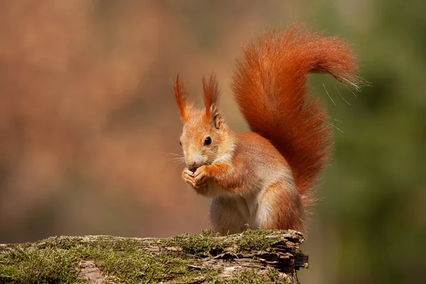 Eurasian red squirrel, sciurus vulgaris, in autumn forest in warm light. — Stock Photo, Image