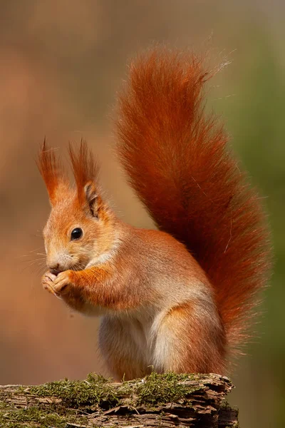 Ευρασιατική κόκκινο σκίουρο, sciurus vulgaris, σε φθινοπωρινό δάσος, ζεστό φως. — Φωτογραφία Αρχείου