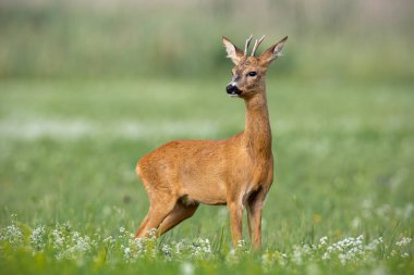 Young cautious roe deer buck on blossoming meadow in summer. clipart