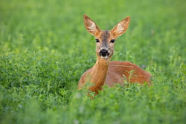 Roe cervo corça que se destaca no campo de trevo no verão — Fotografia de Stock