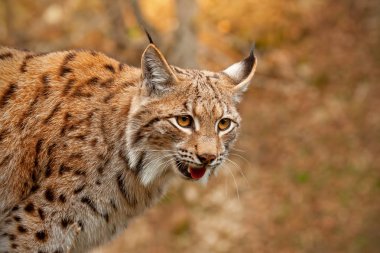 Detailed close-up of adult Eurasian lynx in autumn forest clipart