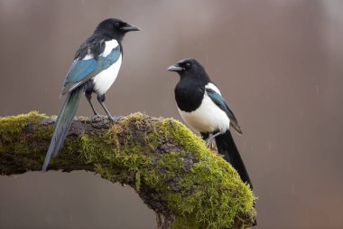 Moss üzerinde iki Avrasya Magpies şube kışın kapalı.