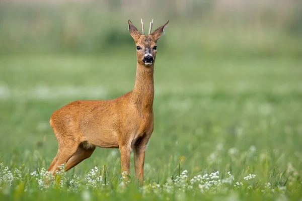 Νεαρά ζαρκάδια επιφυλακτική buck σε άνθηση λιβάδι το καλοκαίρι. — Φωτογραφία Αρχείου