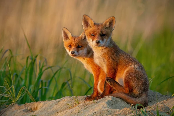 カメラで探して不思議な夕暮れ時の赤狐カブス. — ストック写真