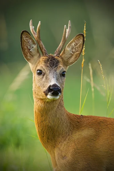 Dettaglio di testa di capriolo curioso buck in natura — Foto Stock