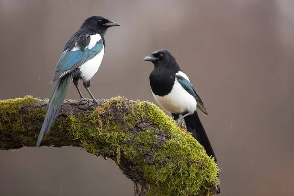 Two Eurasian Magpies on moss covered branch in winter — Stock Photo, Image