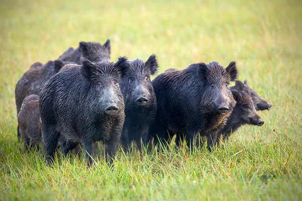 Yaban domuzları sürüsü bir çayır çimen çiy ıslak ile üzerinde. — Stok fotoğraf