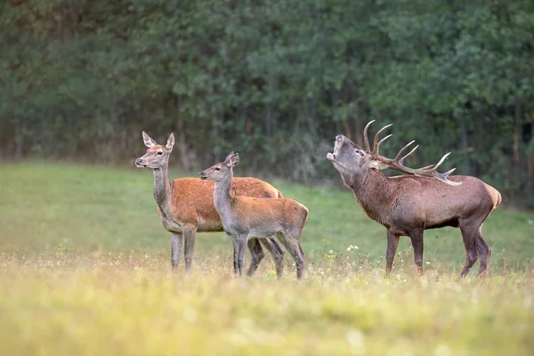 Red deer besättningen spårbildning säsongen med stag bölande — Stockfoto