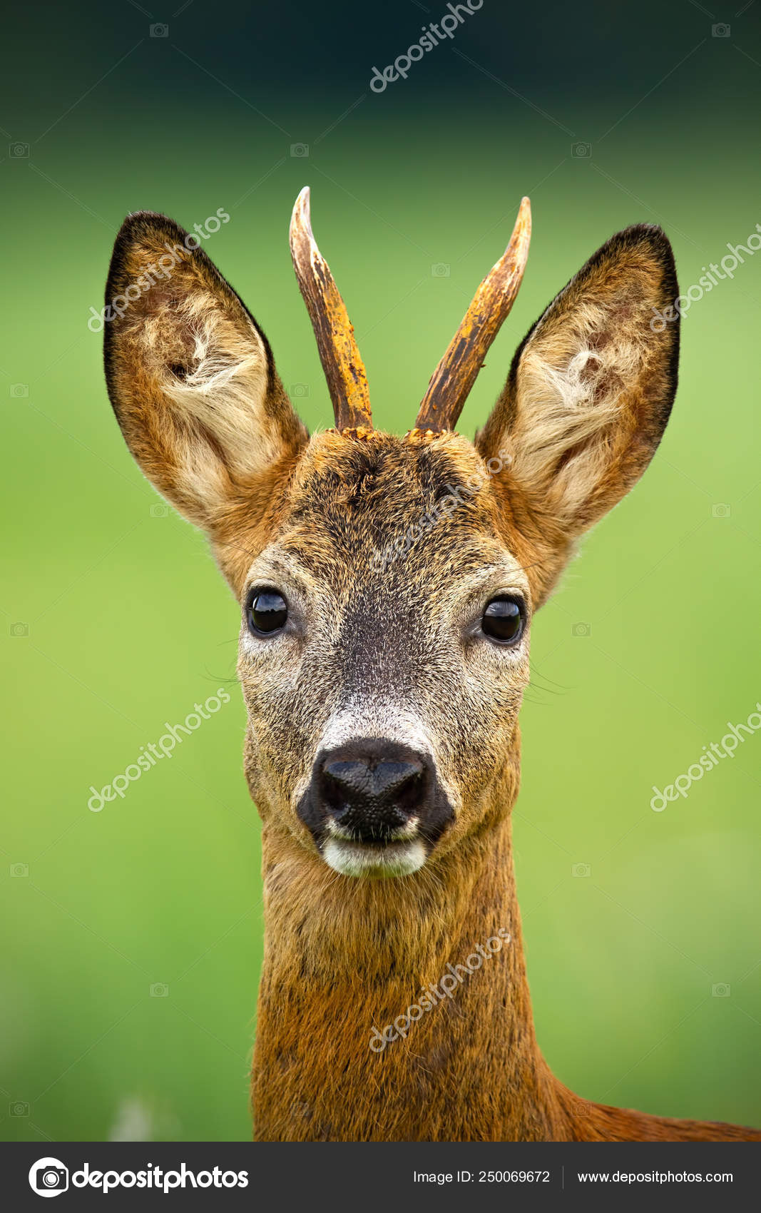 Cabeça de corça selvagem corça macho buck fundo natural