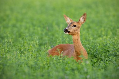Karaca doe ayakta yonca alan üzerine yaz