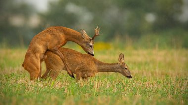 Karaca buck ve azgın sezonunda copulating doe
