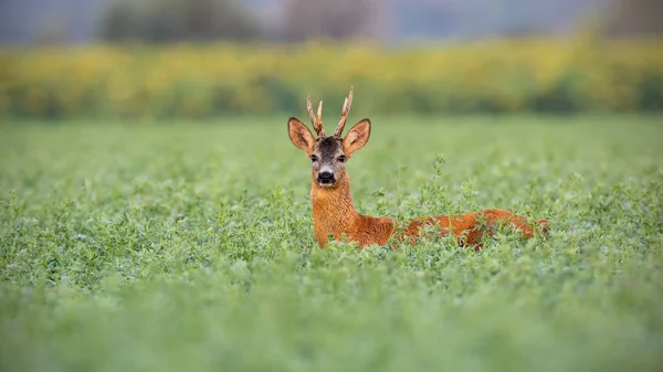Roe deer buck in tall clover wet from dew — Stock Photo, Image