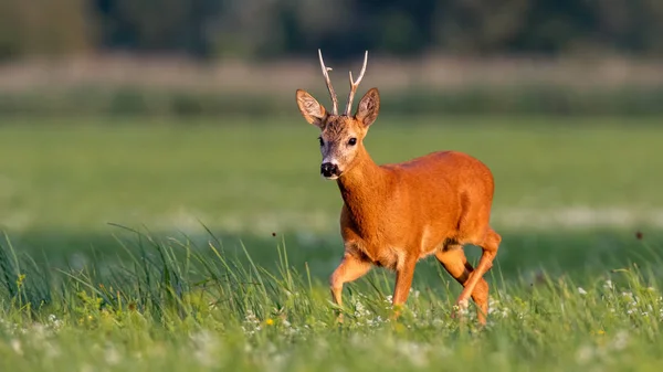 Roe veado buck andando no prado florescendo no verão ao pôr do sol — Fotografia de Stock