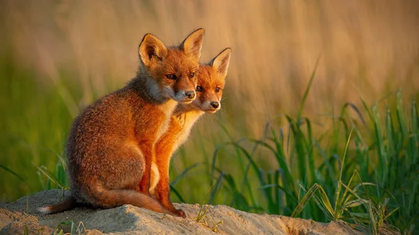 Red fox den birbirine yakın oturan yakınındaki küçük yavrularını. — Stok fotoğraf