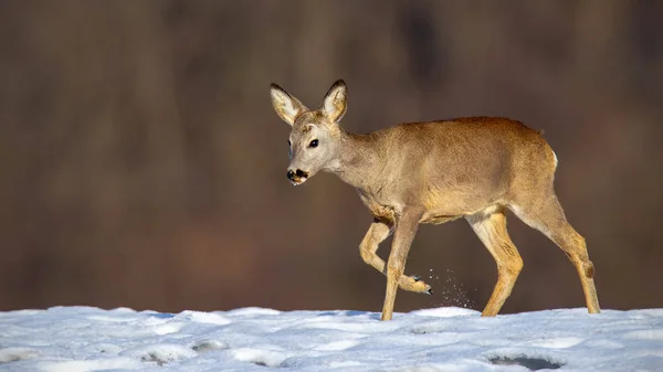 Ciervo joven en invierno caminando sobre la nieve . — Foto de Stock
