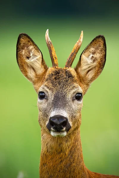 Close-up of head of a cute roe deer buck in summer. — Stock Photo, Image