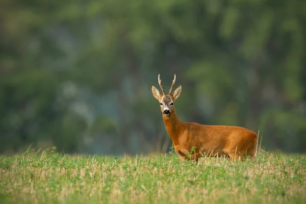 Roe deer buck s jasné rozostřeného pozadí a kopírovat prostor kolem. — Stock fotografie