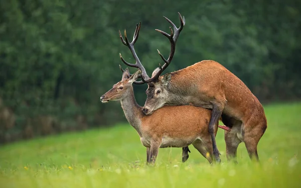 Copulating red deer, cervus elaphus, couple in autmn. — Stock Photo, Image