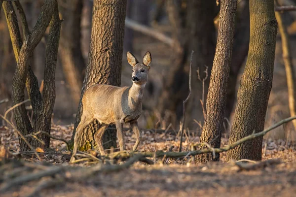 Cervo-de-roe, capreolus capreolus, corça a caminhar por uma floresta ao pôr-do-sol . — Fotografia de Stock