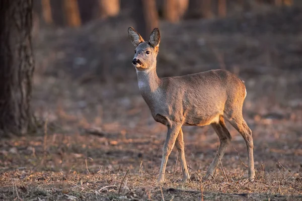 Cervo-de-roe, capreolus capreolus, corça a caminhar por uma floresta ao pôr-do-sol . — Fotografia de Stock