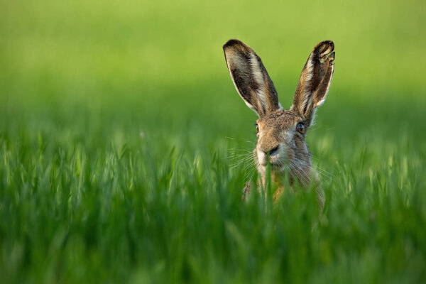 Дикий европейский заяц, Lepus Europaeus, крупным планом на зеленом фоне
.